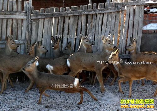 2016������׬Ǯ��2016������ֳǰ�����г��۸��������