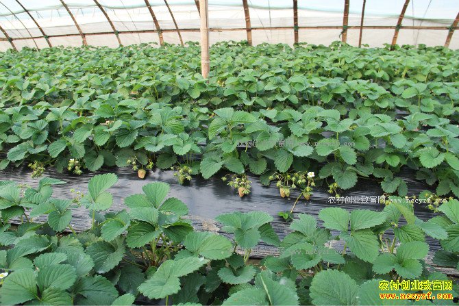 �����̨��������ֲ������ˮ��ǰ����