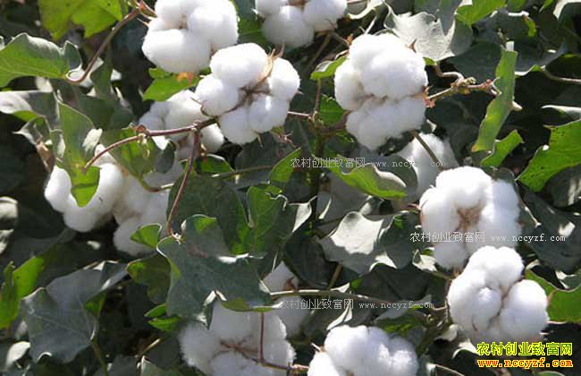 2017�����޻�׬Ǯ�������޻���ֲ���ƴ��