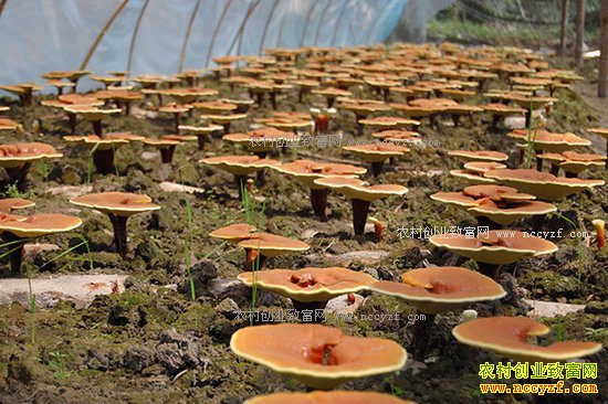 �¸��ð������ӱ�ƽɽ����������ֲ��֥Ч���