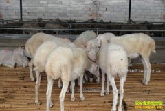 ���̸���������ʼ���