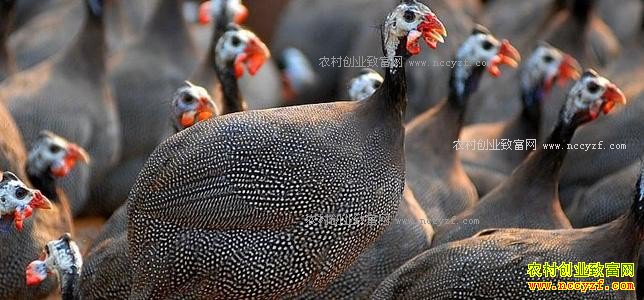 ������ɽ�س¾���ֳ���鼦400ֻ����8��Ԫ