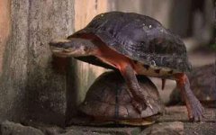 �����Ͳ���������ֳ�ڹ�����2ǧ��