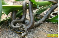 �㶫�����س���������ÿ������׬��Ԫ