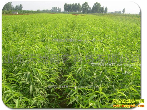 �ӱ���ͤ�غ�����������������Ч��30����Ԫ