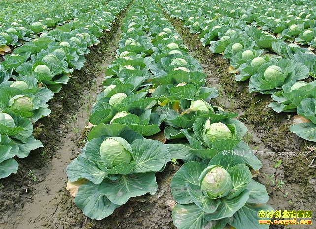 ������ֲЧ��������2017���紺�ָ�����׬Ǯ��