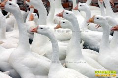 ������ֳ���������ʵķ���