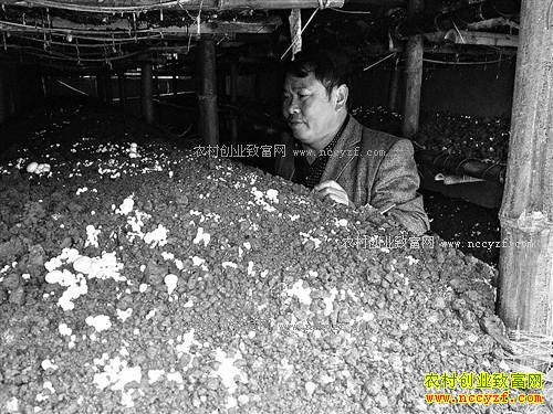 ��ţ������Ģ��������ᶼ������ţ����˫�߹���׬Ǯ