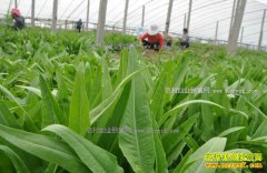 [ũ�����]����˴���Խ�����༼����Ƶ