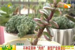 ��ֲ����Ŀ�����ֻ����ֶ��� ���Ͳ�ҵǰ����