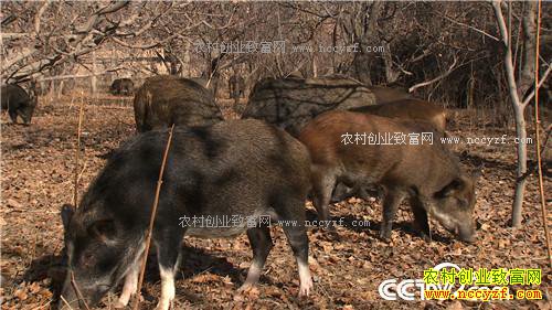 [�¸���]���������ƽ���Ұ����ҵ�¸���