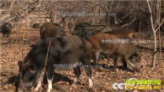 [�¸���]���������ƽ���Ұ����ҵ�¸���