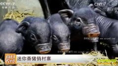 [ÿ��ũ��]���ݴӽ������������δ�կ