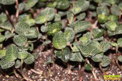 ����ᶼ����ֲҩ�Ľ�����Ķ��ֵ��10��Ԫ