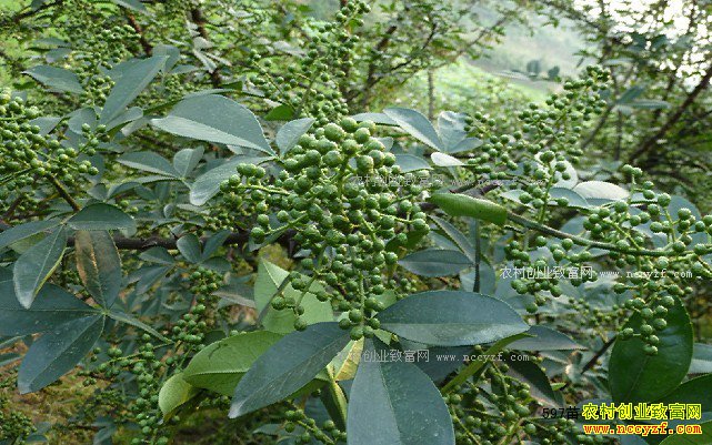 ��ֲʲô����Ʒ�ֺ� 3��������Ʒ���Ƽ�