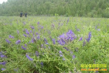 2017����ֲʲô��ҩ����׬Ǯ-������ֲ