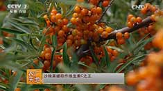 [ũ�����]ɳ�����ϼӹ�������Ƶ