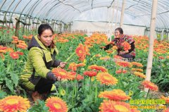 2017�껨����ľǰ��Ԥ�⣺��ľ��ҵ������⼱���ƽ�