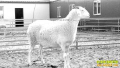 2017�괺��ǰ����۸񻹻�������