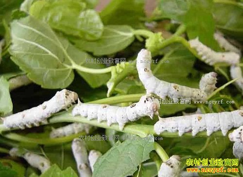 ����ǭ���ش���80Ķɣ԰��������20��״Ԫ