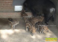 �����˴���ѧ����ٳ�����ֳ��ɫҰ��ÿ���ۼ�50Ԫ