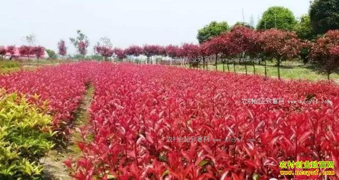 2017����ľ����֣���ľ�г����Դ�ҵ�����Ӧ��