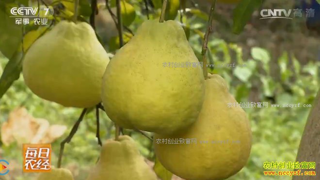 [ÿ��ũ��]�㶫÷�ݽ�����ֲЧ���