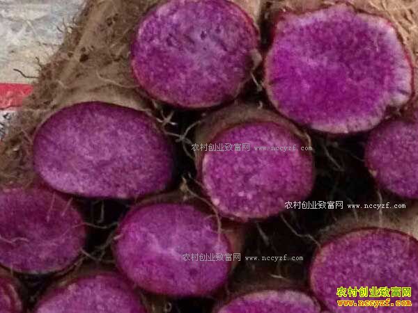 [ÿ��ũ��]�����������ų�����ɽҩ������Ч���