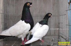 2017����ֳ���͸�׬Ǯ�� ���͸���ֳǰ����Ч�����