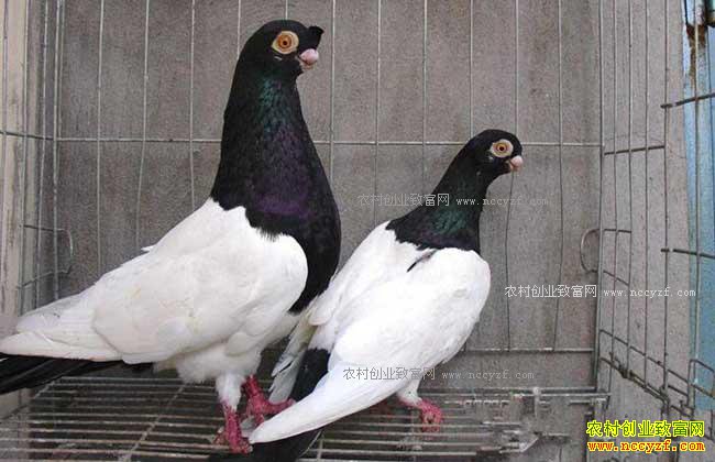 2017����ֳ���͸�׬Ǯ�� ���͸���ֳǰ����Ч�����