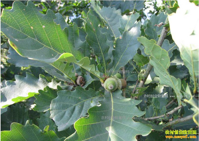 ɽ���������ֲ���1ĶЧ��2000Ԫ��ũ���¸�����Ŀ