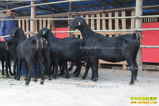 ���Ϻ������˳½�������ֳ��ɽ��ҵ��������ƶ�¸�