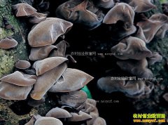 ���������˰�����Զ����ֲʳ�þ����ֵ30����