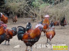 �����ٲ׶�������ֳ����ɽ�ؼ�300ֻЧ�����Ԫ