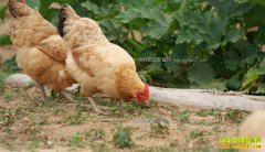 ������������˾��׽��������Ӽ���ֳ�¸���