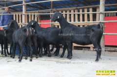 ���Ϻ������˳½���ֳ��ɽ��ҵ��������ƶ�¸�