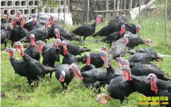 ����¬�ϳ��²���ֳ��1600ֻ���꾻׬5���Ԫ