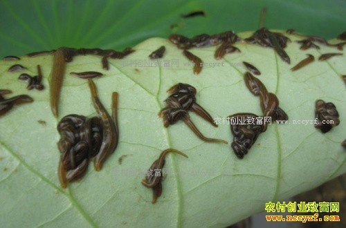 2017����ֳˮ��׬Ǯ�� ˮ�μ۸�Ԥ�⼰ˮ����ֳǰ������