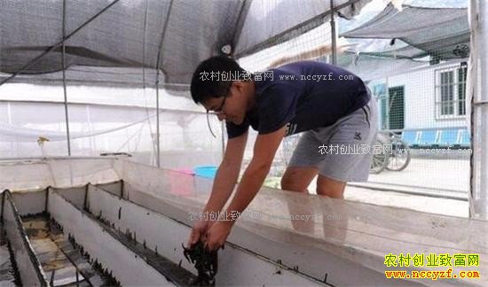 2017����ֳˮ��׬Ǯ�� ˮ�μ۸�Ԥ�⼰ˮ����ֳǰ������