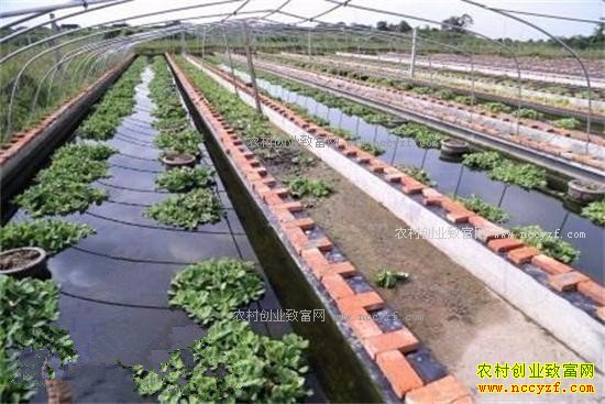 2017����ֳˮ��׬Ǯ�� ˮ�μ۸�Ԥ�⼰ˮ����ֳǰ������