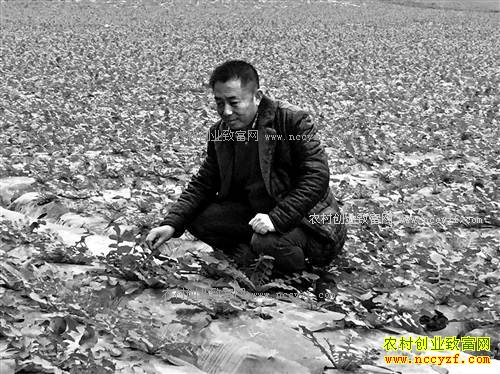 ����ϴ�ĪӦ����ֲɳ���ܲ�ÿ������2600Ԫ