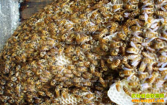 �����������۷� ��������ʮ��ʩ