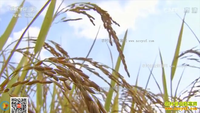 [�Ƽ�Է]����Ҫ�ֵͲ��İ�ƽ�� 20161228