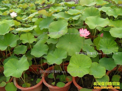 2017����ֲ���Ժɻ�Ч�漰���Ժɻ���ֲ�������