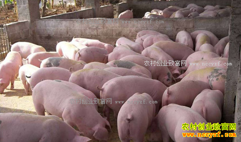 2017��1�������۸�����Ԥ�⣺�������۳����ʸ���������