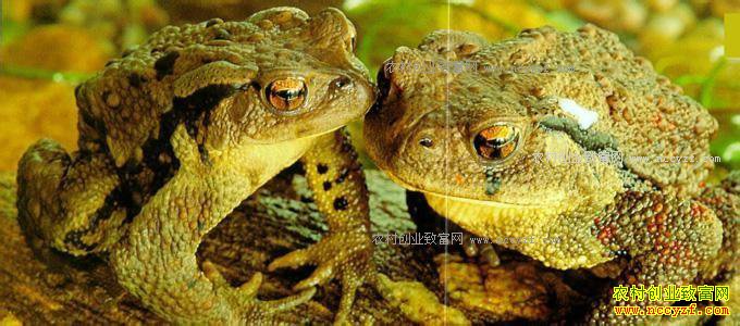 2017����ֳ���׬Ǯ�� �˹������ǰ����Ч�����