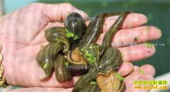 2017����ֳˮ��׬Ǯ�� ˮ�μ۸�Ԥ�⼰ˮ����ֳǰ������