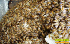 �����������۷� ��������ʮ��ʩ