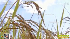 [�Ƽ�Է]�����ϵ���Ī��������Ҫ�ֵͲ��İ�ƽ��