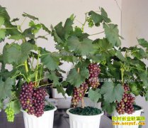 �������������辰���� ��������Խ����ʩ